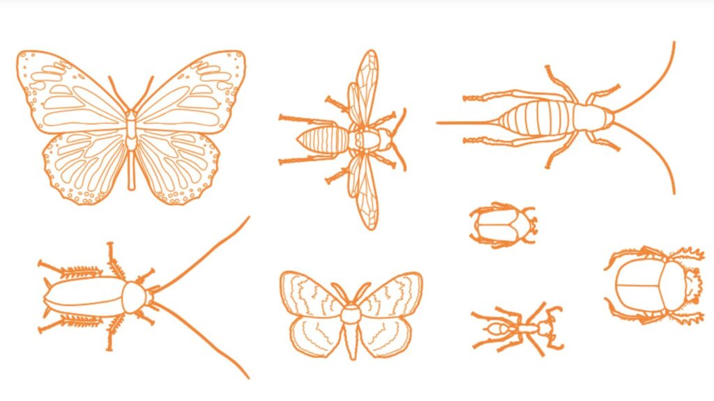 Colorado Ecosystems Insects Insects of the Monument - Colorado National Monument Association