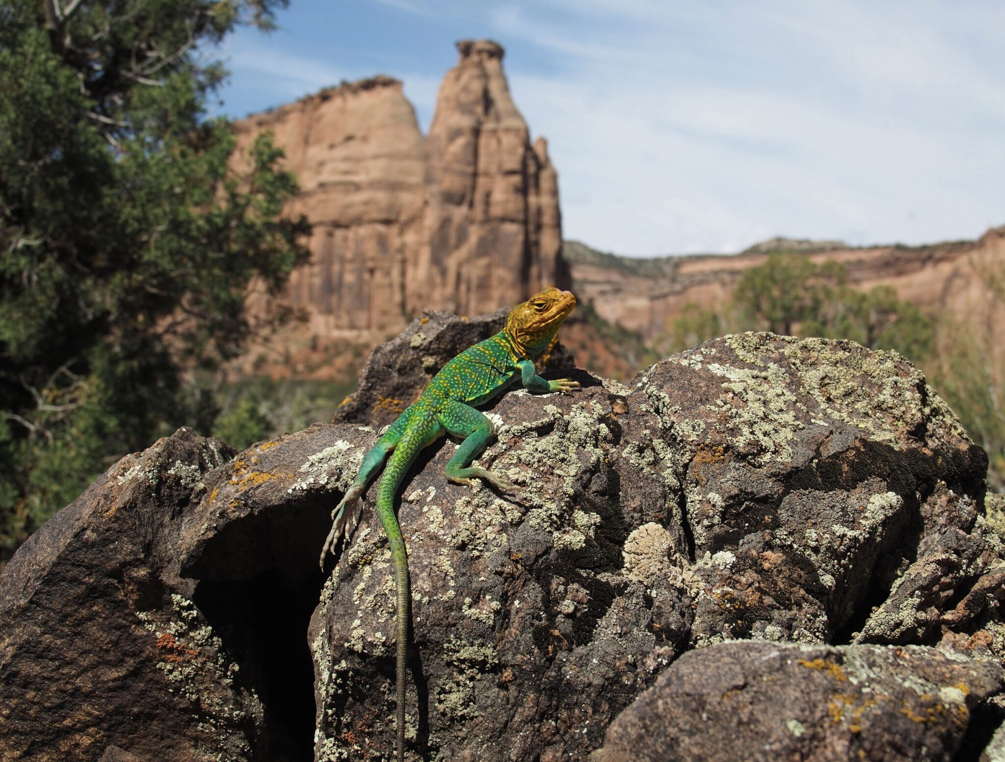 Colorado National Monument Association 2025 Annual Calendar Contest