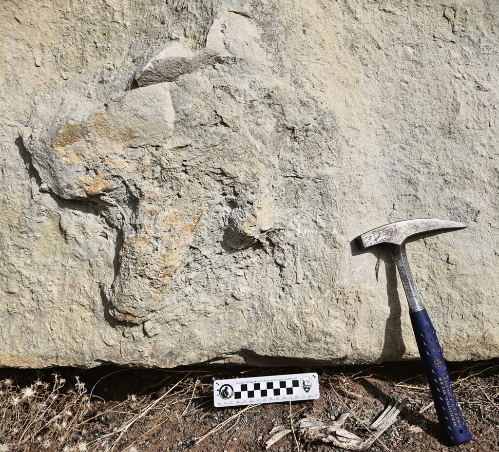 Fossiliferous The Paleontology of Colorado National Monument